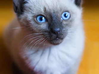 Chat siamois Dakar Sénégal