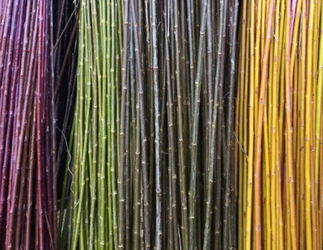 Annonce Produit l&#039; osier pour vannerie 40 boutures Namur Belgique