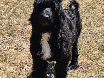 cachorro de 4 meses