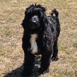 cachorro de 4 meses