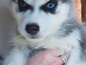 Annonce Chiots husky sibérien l&#039;adoption Mariac Ardèche