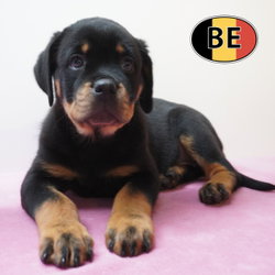 Rottweiler