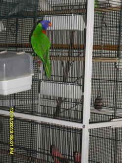 lori dans sa cage