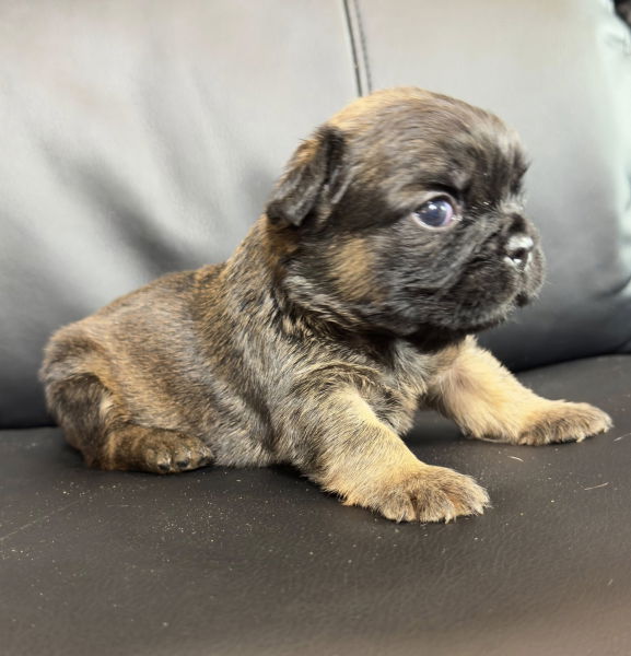 bouledogue francais fluffy disponible