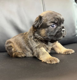 bouledogue francais fluffy disponible