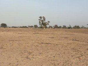 Vente terrain 8000 metres carres malicounda M&#039;Bour Sénégal