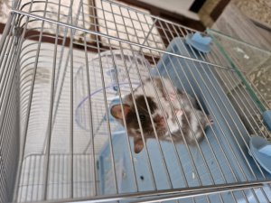 Annonce Hamster femelle donner Binche Belgique