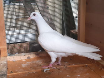 PIGEON BLANC PUR