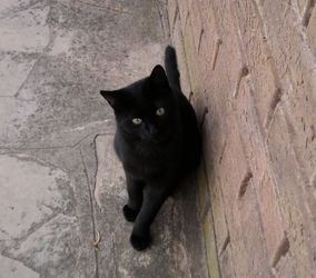 PERDU CHAT NOIR Toulouse Haute Garonne