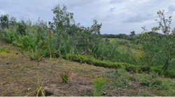 La colline