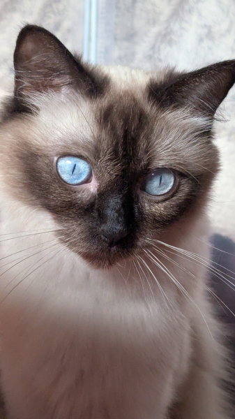 Les 3 chatons LOOF de Utah du domaine de Louvigny