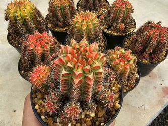 Cactus Gymnocalycium