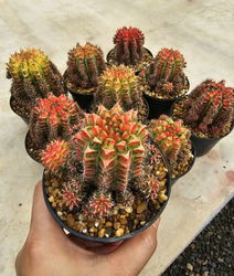 Cactus Gymnocalycium