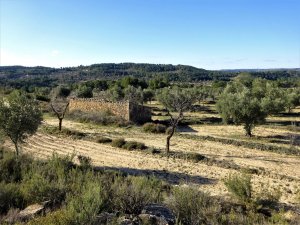Annonce Vente terrain in maella aragon 0870 Saragosse Espagne