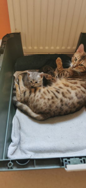 maman et bébés