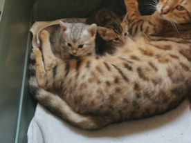 maman et bébés