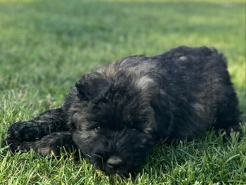 Annonce Chiots Bouvier des flandres Tournai Belgique