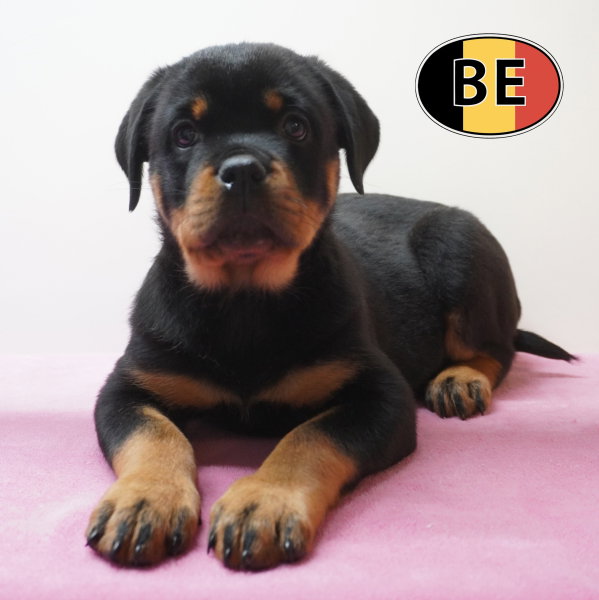 Rottweiler