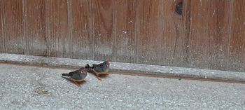 Mandarins Wattrelos Nord