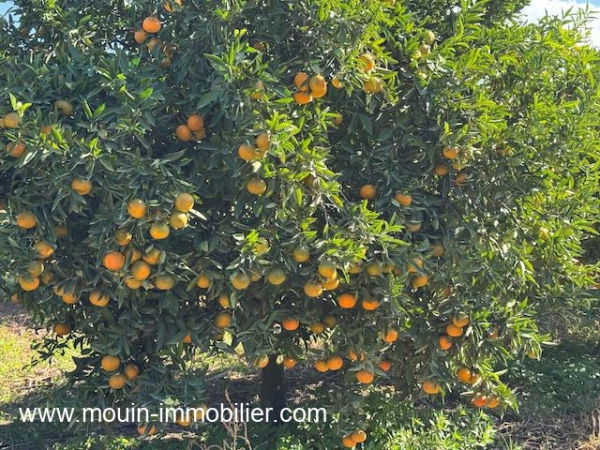 ferme a vendre à beni Khaled