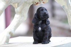 COCKER ANGLAIS NOIR