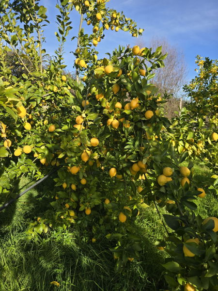 Citronniers