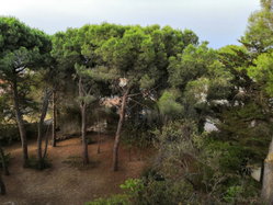 jardin