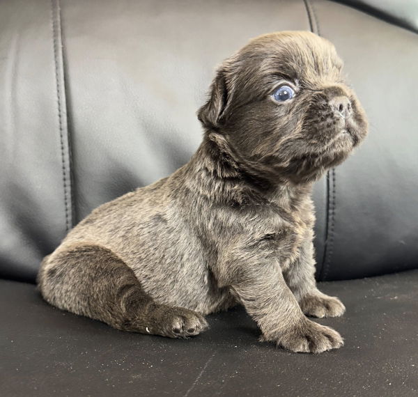 bouledogue francais fluffy disponible