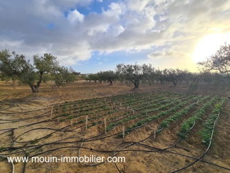 Vente TERRAIN ANNA Birbouregba Latrach Hammamet Tunisie