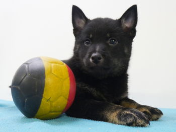 X Schipperke/Shiba Inu Chiots belges Bruxelles Belgique