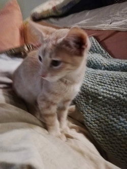 2 chatons