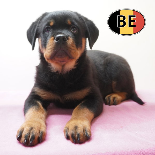 Rottweiler