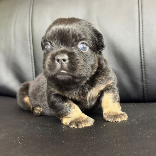 chiot bouledogue francais fluffy disponible