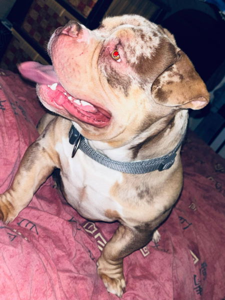 Bully