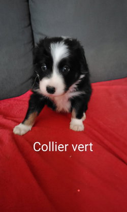 mâle collier vert