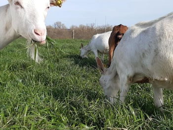 Recherche produits Grass Fed Tournon-sur-Rhône Ardèche