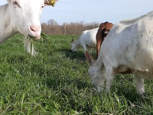 Annonce recherche produits grass fed Tournon-sur-Rhône Ardèche