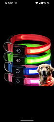 Collier chien / lumineux