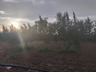 Vente Terrain Fertile Sidi Bouali Sousse Tunisie