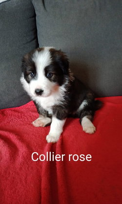 femelle collier rose