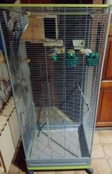 Calopsittes cage