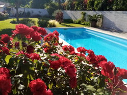 jardin et piscine