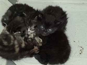 chatons