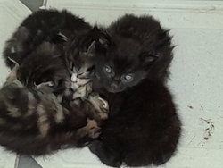 chatons
