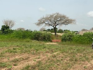Terrain 1 hectare à Mbourokh