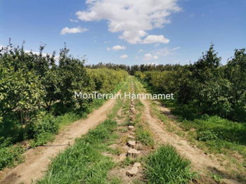 Vente Terrain Agricole Hammamet Tunisie