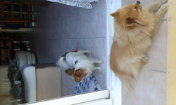 Biscuit et yona