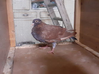 jeune mâle choco de 3 mois