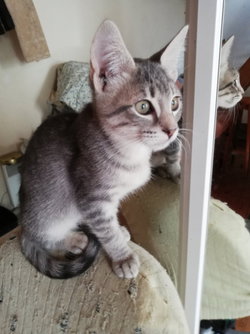 2 chatons