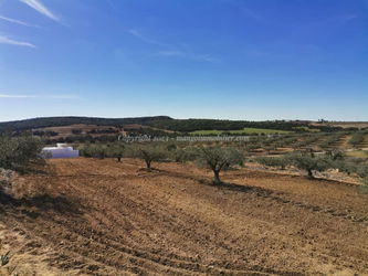 Vente Terrain Latrach Mango Immobilier Hammamet Tunisie